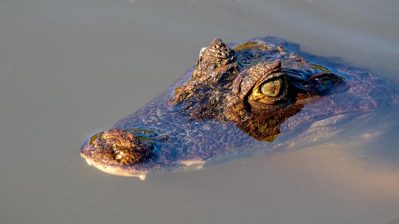 Crocodile in the water